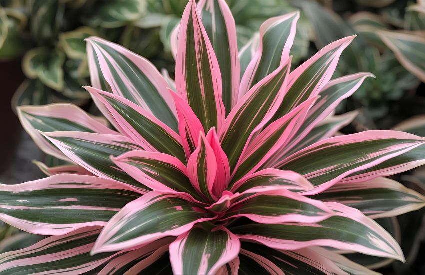 Syngonium Pink Neon Medium Price Plant Guide for Starters