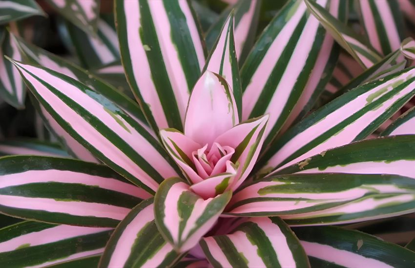 Syngonium Pink Neon Plant Prices and Market Trends Explained