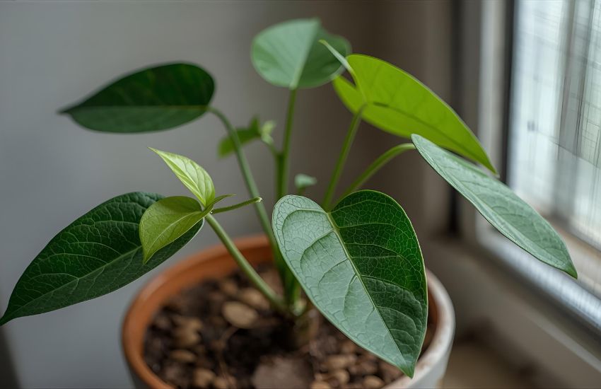 Sustainable Ways to Help Betel Leaf Plant Thrive Indoors