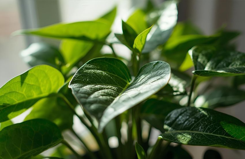 Betel Leaf Plant (Magai Paan) Price for Indoor Healthy Growth