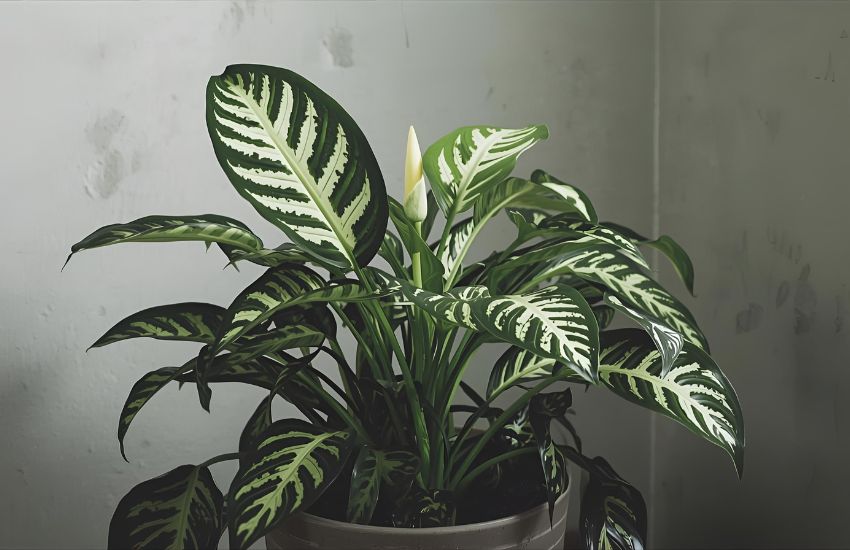 Understanding Croton Petra Plant Prices for Indoor Plants