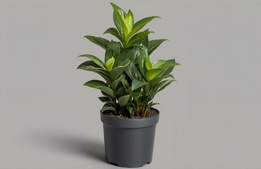 Stromanthe Triostar Plant Prices and Cost-effective Gardening Tips