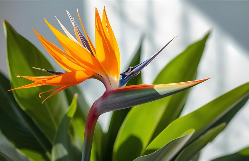 Bird of Paradise Care and Market Trends for Affordable Plants
