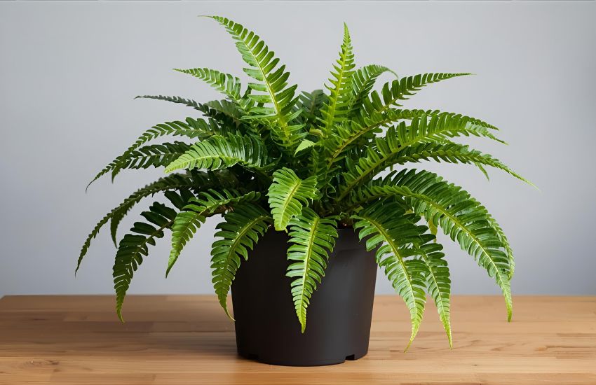 Plant Prices for Bird’s Nest Fern: Affordable Indoor Choices