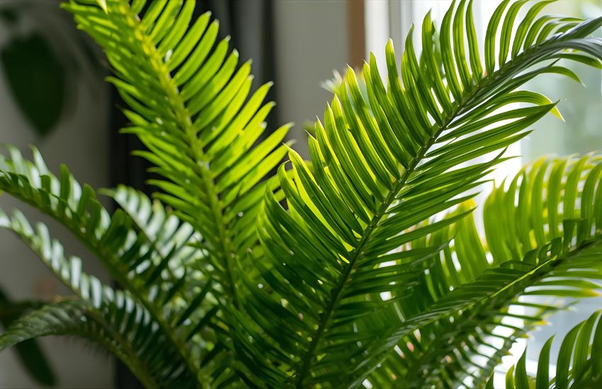 Bird's Nest Fern XL Price Guide for Green Homes