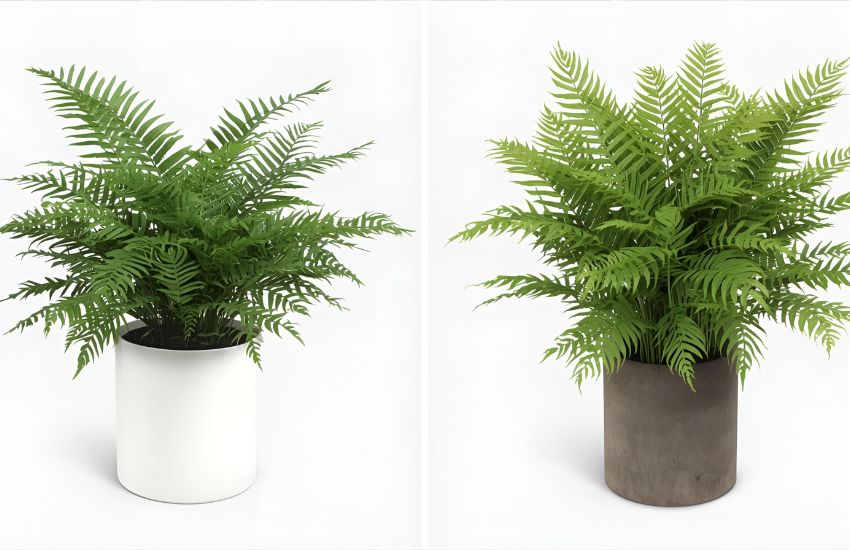 Understanding Boston Fern Plant Prices for Indoor Gardening
