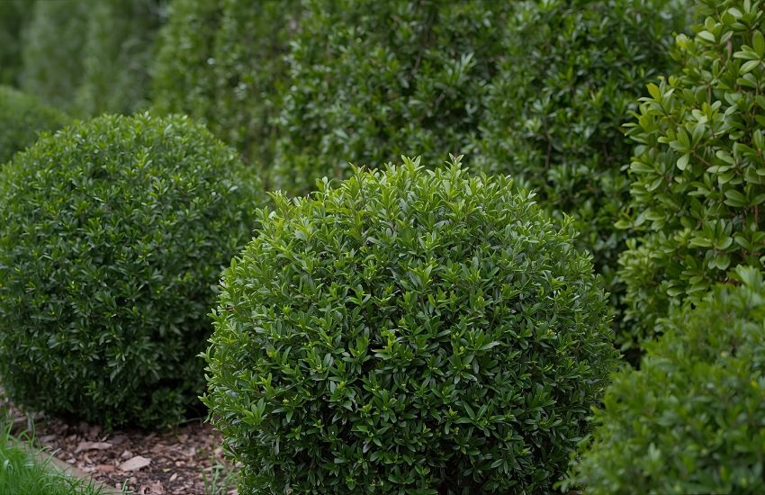Boxwood Buxus Plant Price: Hardy Evergreen Shrubs Guide