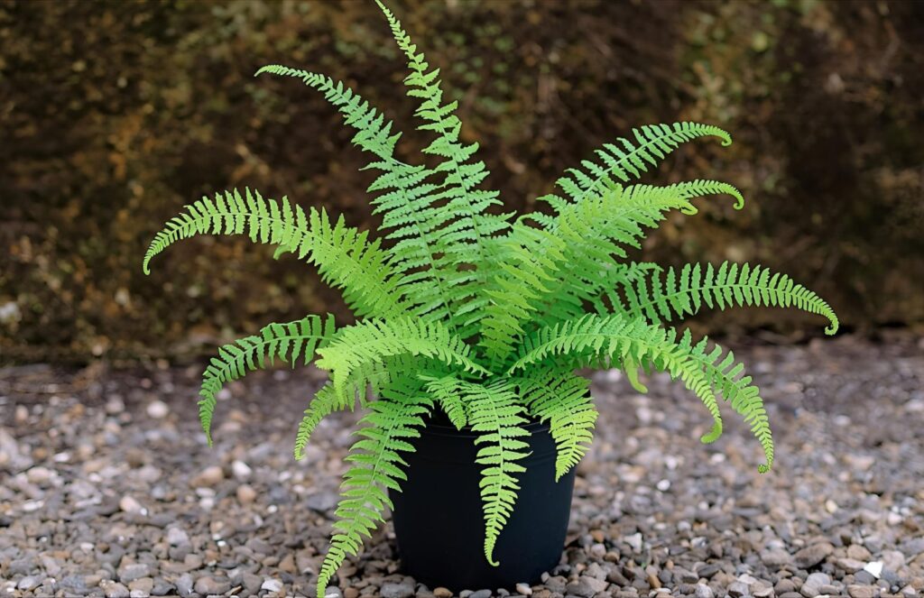 Popular Button Fern Plant Prices for Cost-Effective Indoor Plants