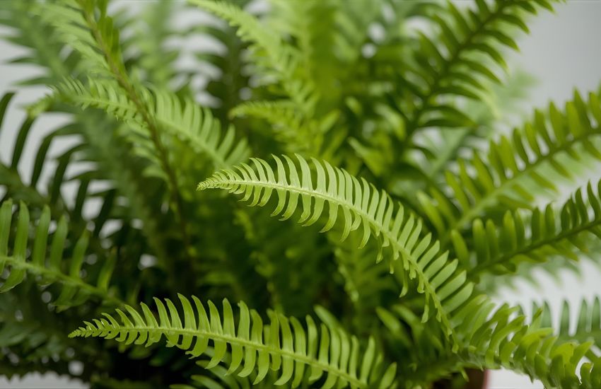 Button Fern Plant Price Guide for Small Live Lemon Fern Lovers