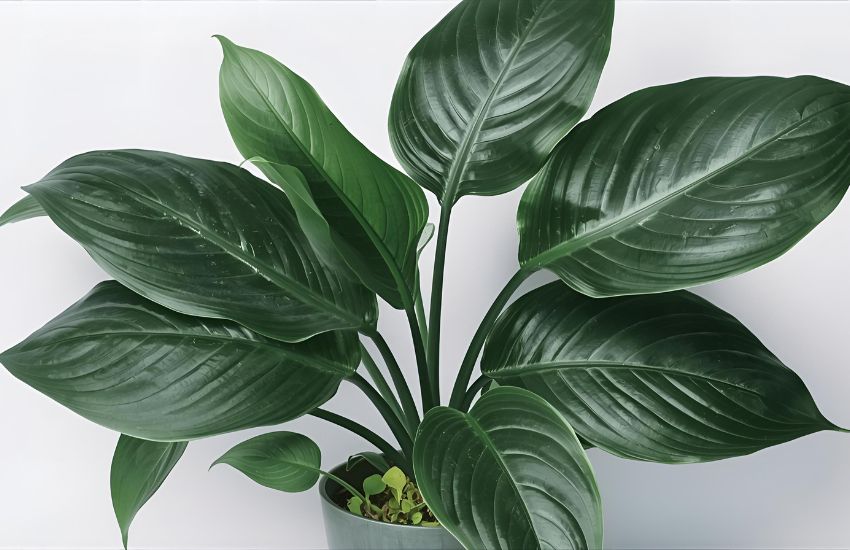 Calathea Network Plant Price Guide for Calathea Musaica Lovers