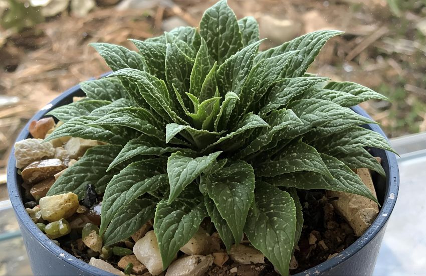 Syngonium Pixie Plant Price Guide for Sustainable Care Items