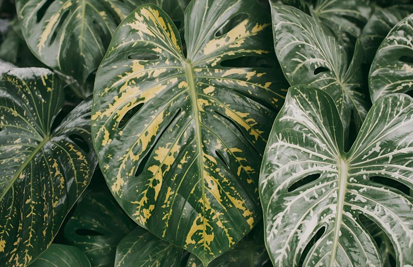 Calathea Burle Marxii Plant Price Guide for Indoor Lovers