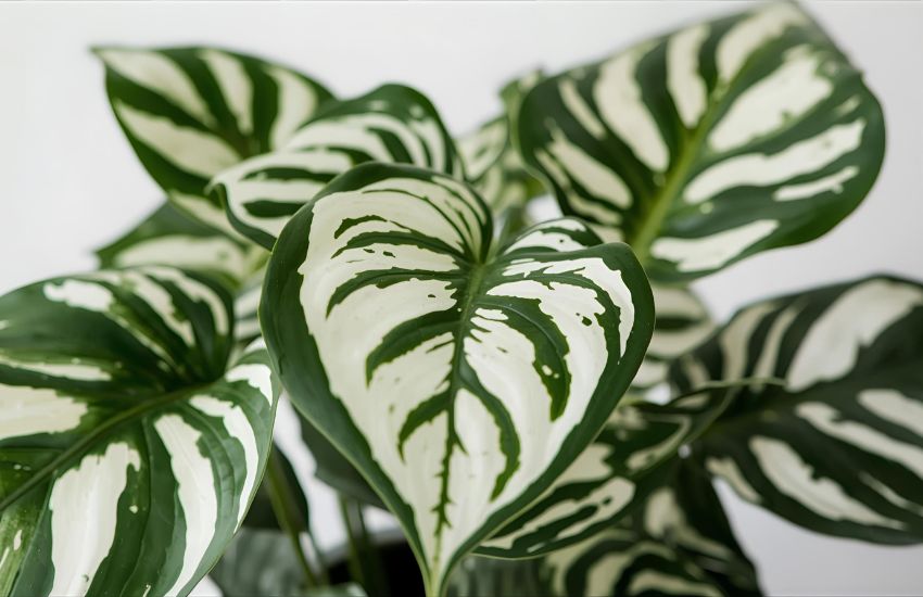 Understanding Syngonium White Butterfly Plant Prices Trends