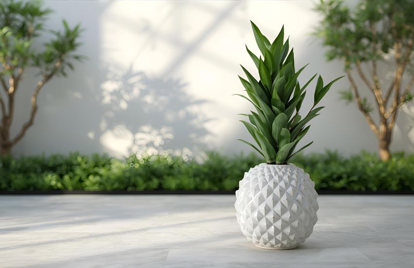 Pineapple Lucky Bamboo Plant Care, Shape Tips, and Online Order Guide