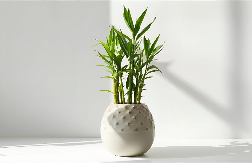 Pineapple Lucky Bamboo Plant with Ceramic Style and Unique Shape