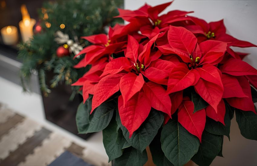Poinsettia red plant with Oslo planter for a bright holiday display