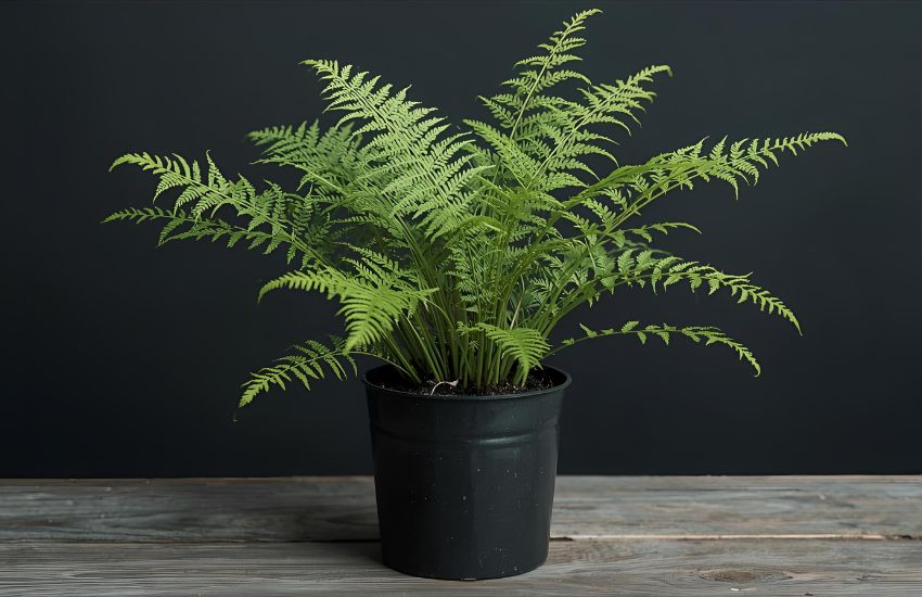 Rabbit's Foot Fern Plants: Repot, Fertilizer, Prune, Propagate, Pest