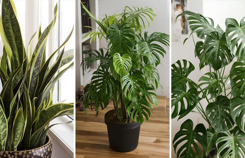 Rubber Plant Propagation, Prune, Repot, Pest, Toxicity Tips Care