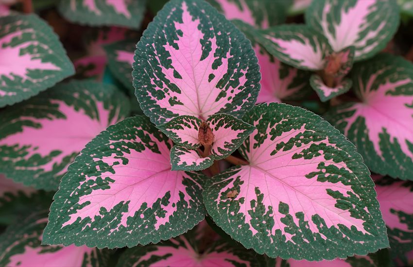 Fittonia Pink Plant Price Guide for Pink Nerve Plant