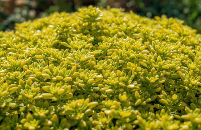 Understanding Golden Sedum Plant Prices for Indoor Plants