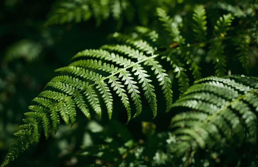 Green Fern Plant Mini Price Guide for Mini Fern Plants