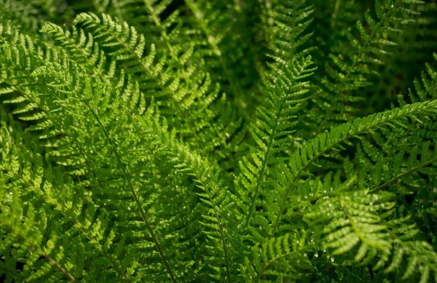 Understanding Plant Prices for Affordable Indoor Green Ferns