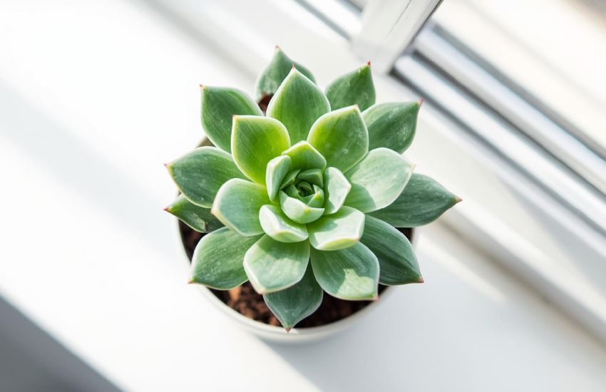 Haworthia cooperi fleshy price succulent plant 2 inch guide
