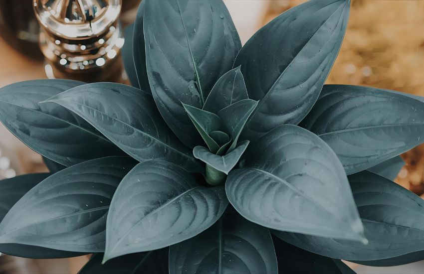 Zamia ZZ Black Plant Price: Black ZZ Plant Guide