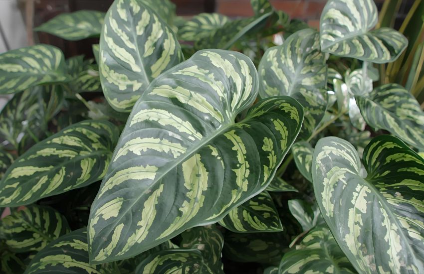 Zamia ZZ Black Plant Price: Affordable Indoor Plant Care