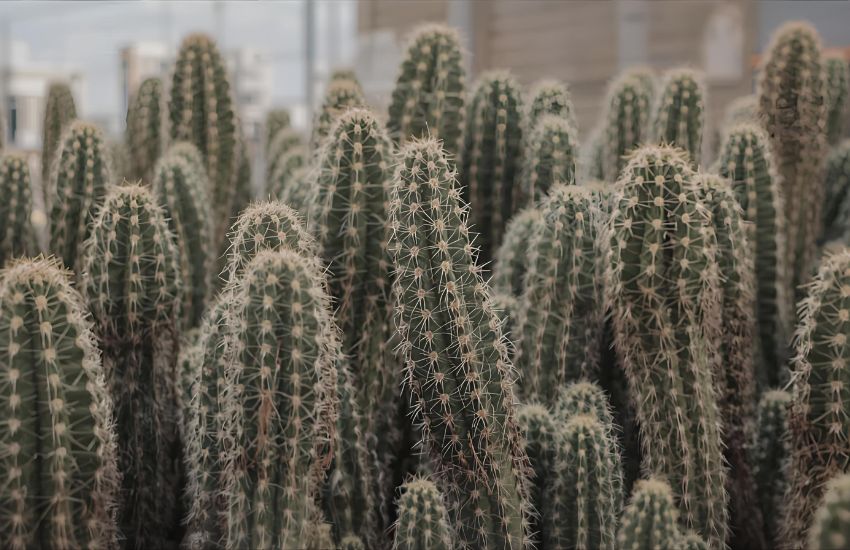 Understanding Elongated Cactus Plant Prices and Trends
