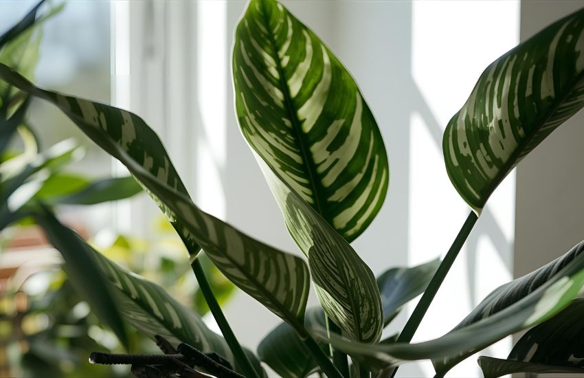 Plant prices review for dieffenbachia pot size and design