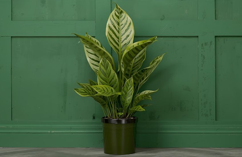 Tall dieffenbachia plant xl price guide for smart buyers