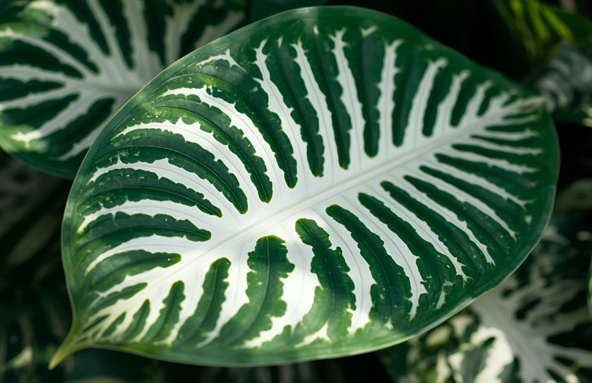 Indoor Plants Market Trends for Tropic Snow Dieffenbachia Plant Prices