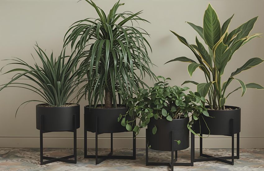 ZZ Black Plant XL Price Guide for Perfect Home Decor