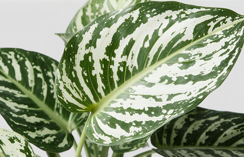 Tropic Snow Dieffenbachia Dieffenbachia Tropic Snow Leaf XL Price