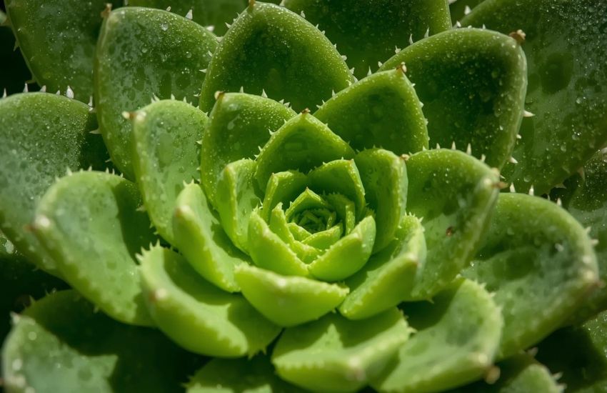 Market Trends Influencing Haworthia Cymbiformis Plant Prices