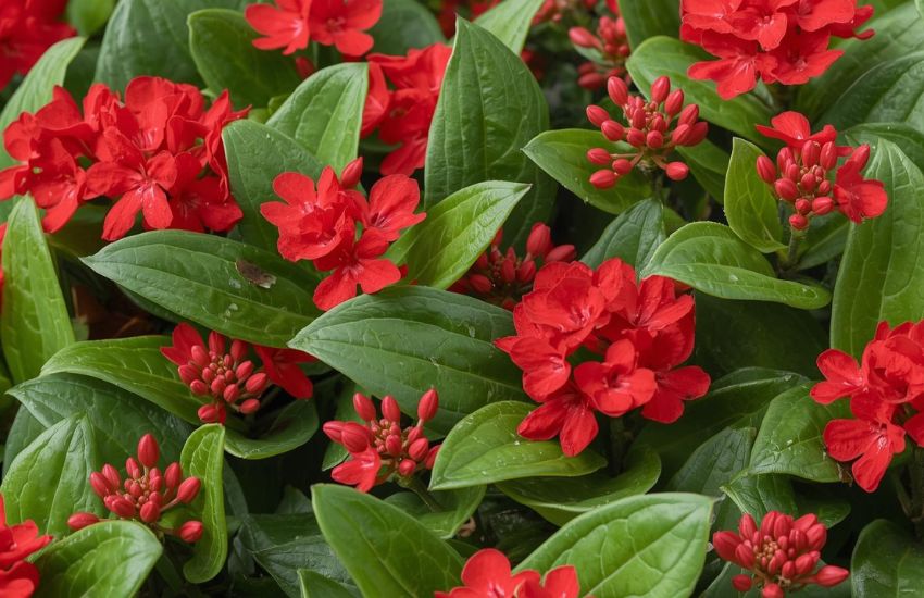 Kalanchoe Plant Red Price and Indoor Plants Overview