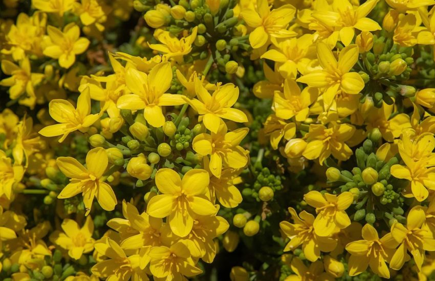 Kalanchoe Plant Yellow Prices in Indoor Plants Market Trends