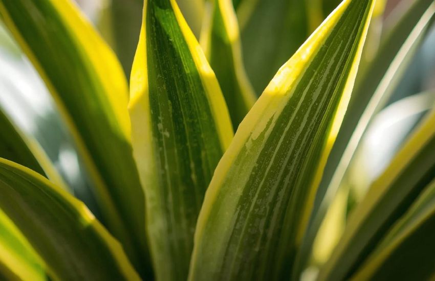 Sansevieria Gold Flame Snake Plant Plant Finder Guide Care