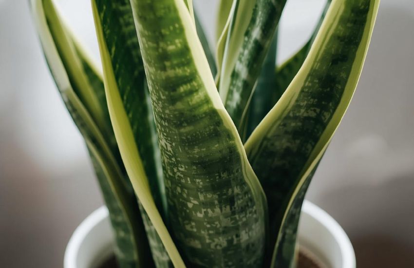 Common Problems and Solutions for Sansevieria Moonshine Snake Plant
