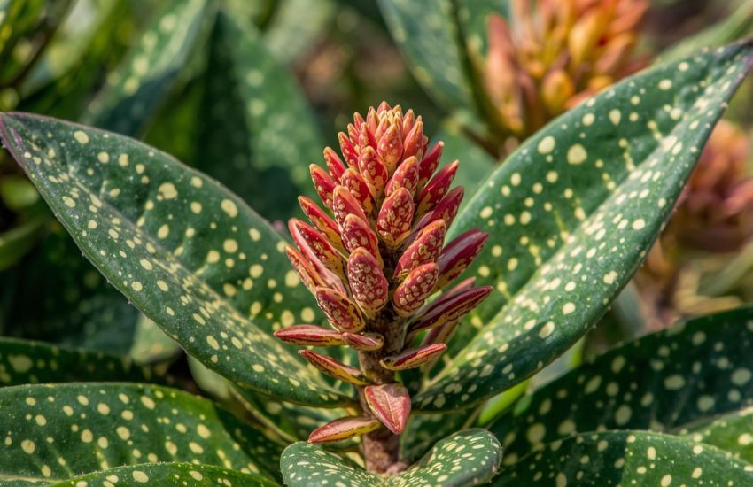 Euphorbia Francoisii Thai Hybrid Plant Prices Explained Clearly