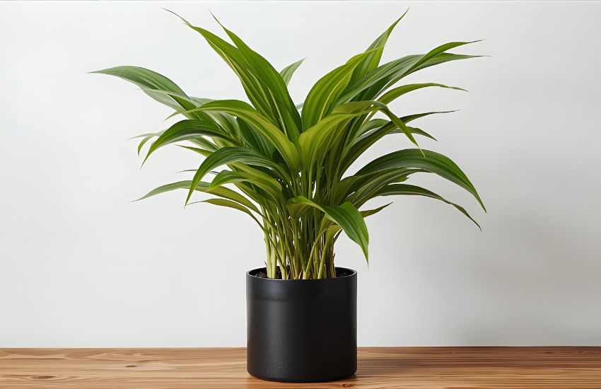Understanding Dracaena Coffee Plant Prices for Indoor Plants