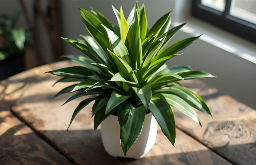 Dracaena Coffee Plant Price Guide for Your Dragon Tree