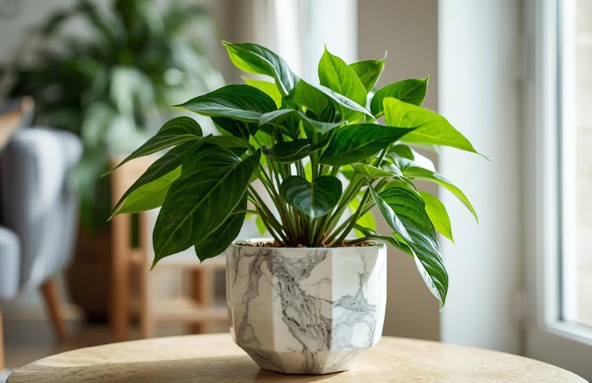 Money Plant Marble Price Guide With Care Tips Pot