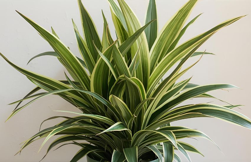 Understanding Dracaena Compacta Plant Prices for Indoor Plants