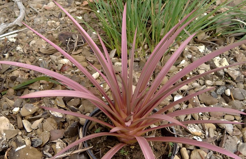 Earth star plant pink price guide for Cryptanthus bivittatus