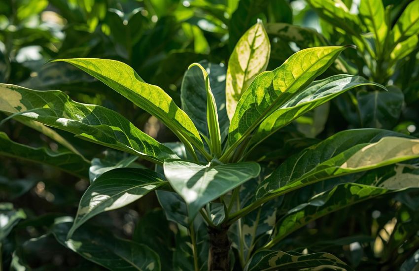 Ficus benghalensis variegated price banyan tree live plant guide