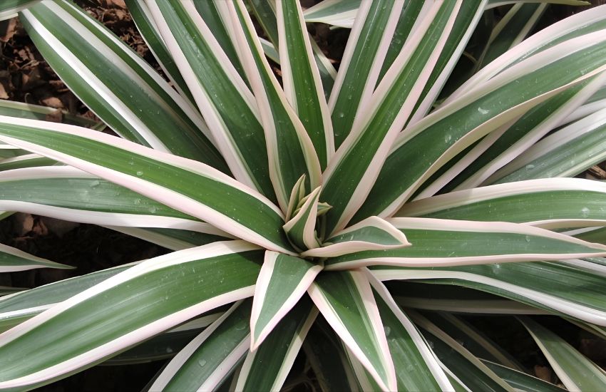 Earth star plant pink price guide for indoor plants