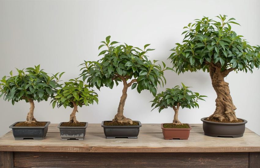 Choosing Affordable Ficus Bonsai Trees for Sustainable Indoor Gardening
