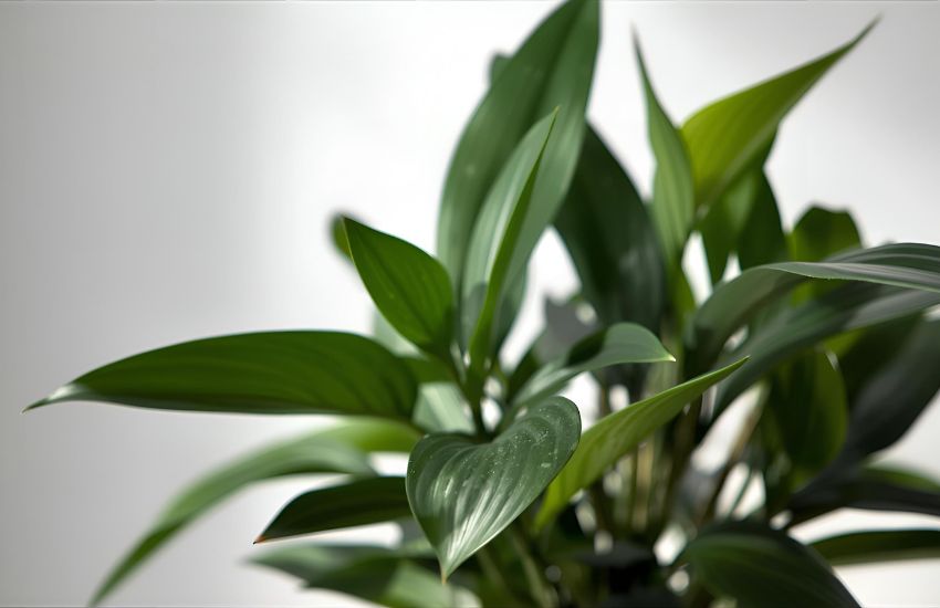 Understanding Dwarf ZZ Plant Prices and Market Trends